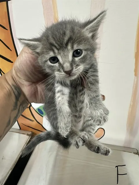 Adoptable Cat