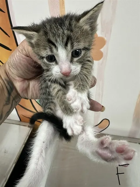 Adoptable Cat