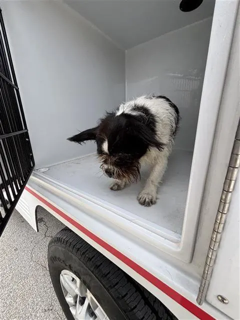 Adoptable Dog