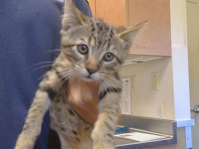 Adoptable Cat