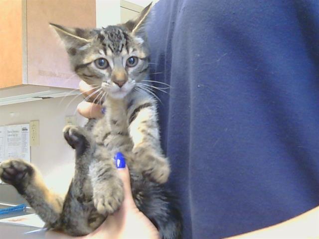 Adoptable Cat