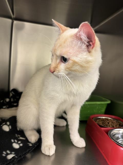 Adoptable Cat