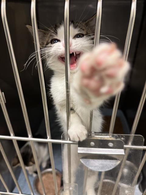 Adoptable Cat