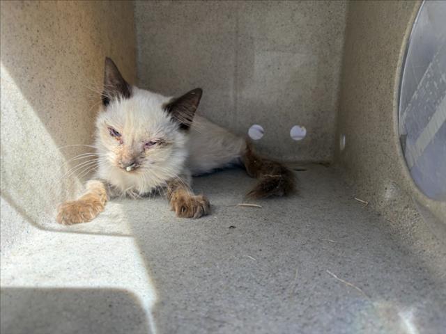 Adoptable Cat