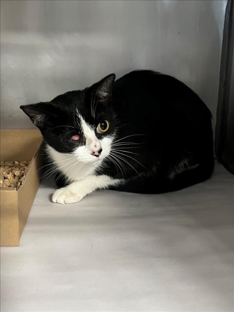 Adoptable Cat