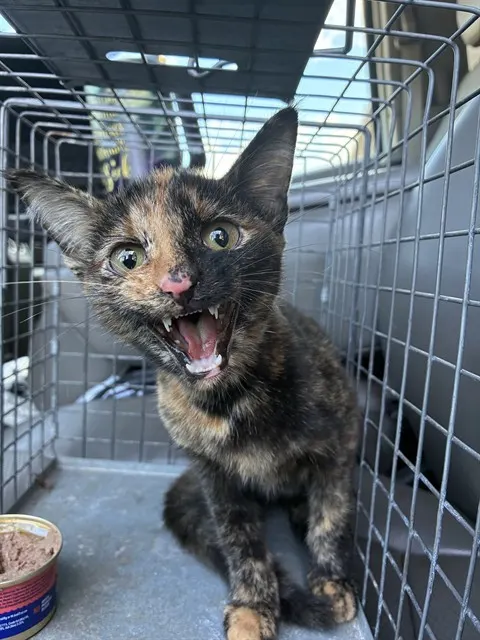 Adoptable Cat
