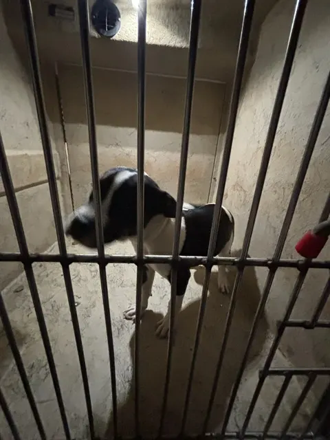 Adoptable Dog