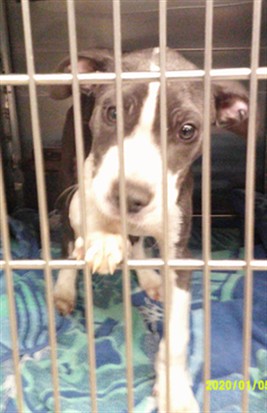 Adoptable Dog