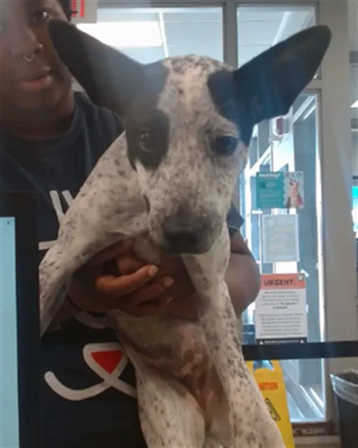 Adoptable Dog