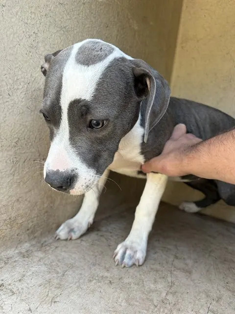 Adoptable Dog