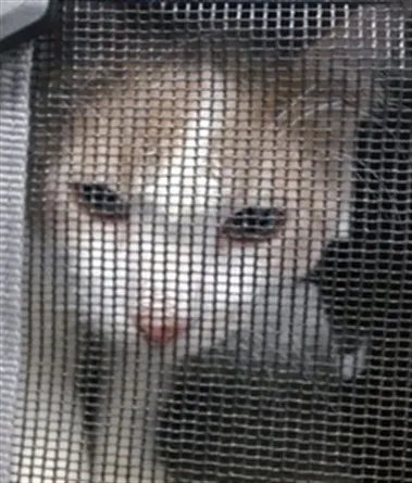 Adoptable Cat