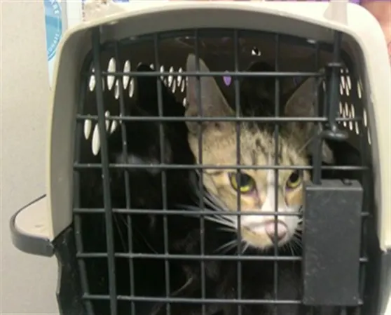 Adoptable Cat