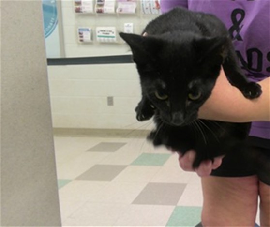 Adoptable Cat