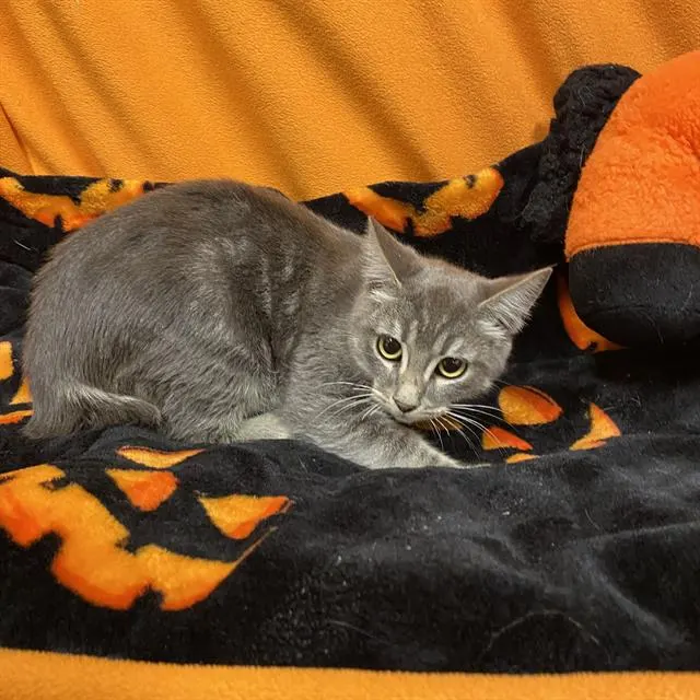Adoptable Cat