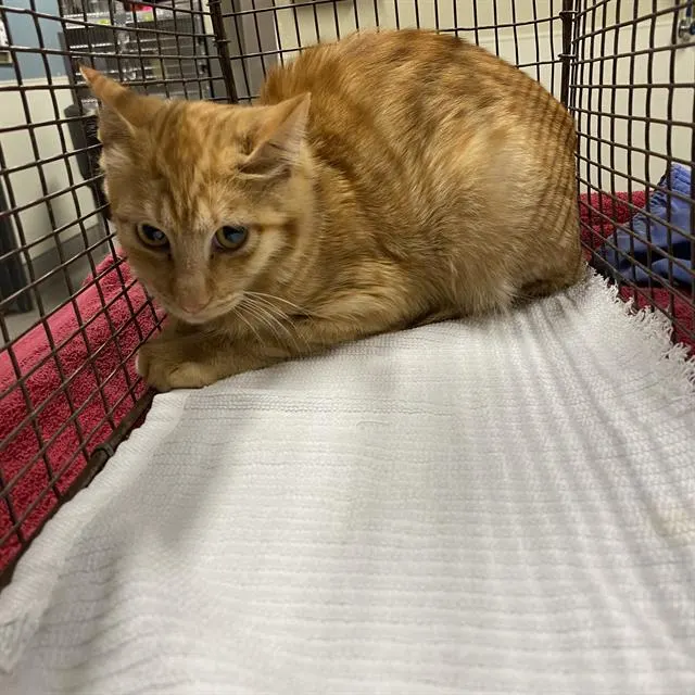 Adoptable Cat