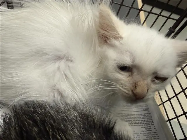 Adoptable Cat