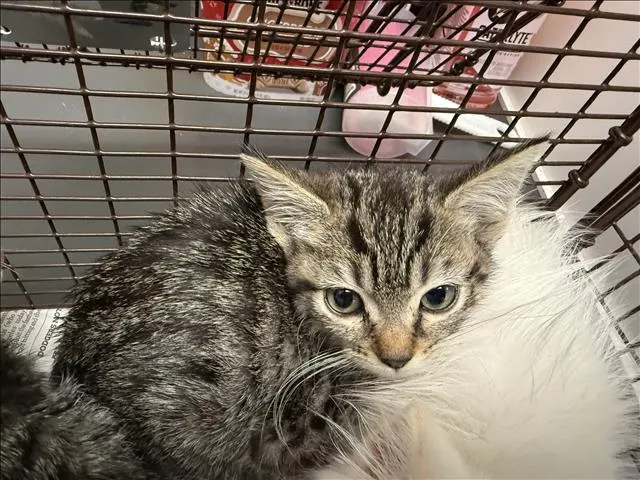 Adoptable Cat