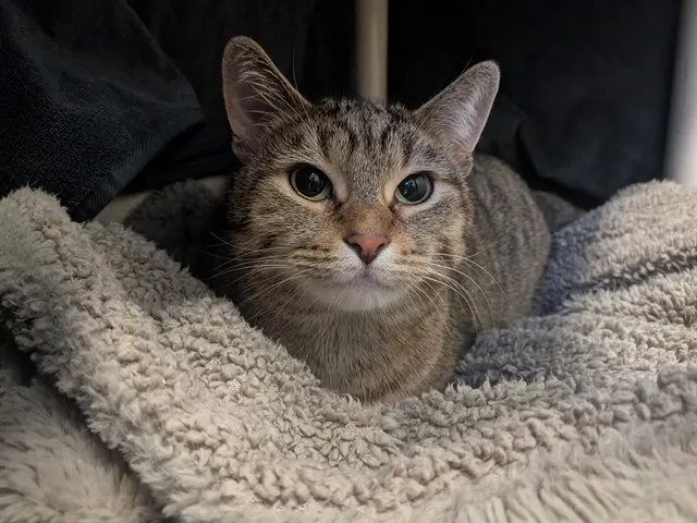 Josie