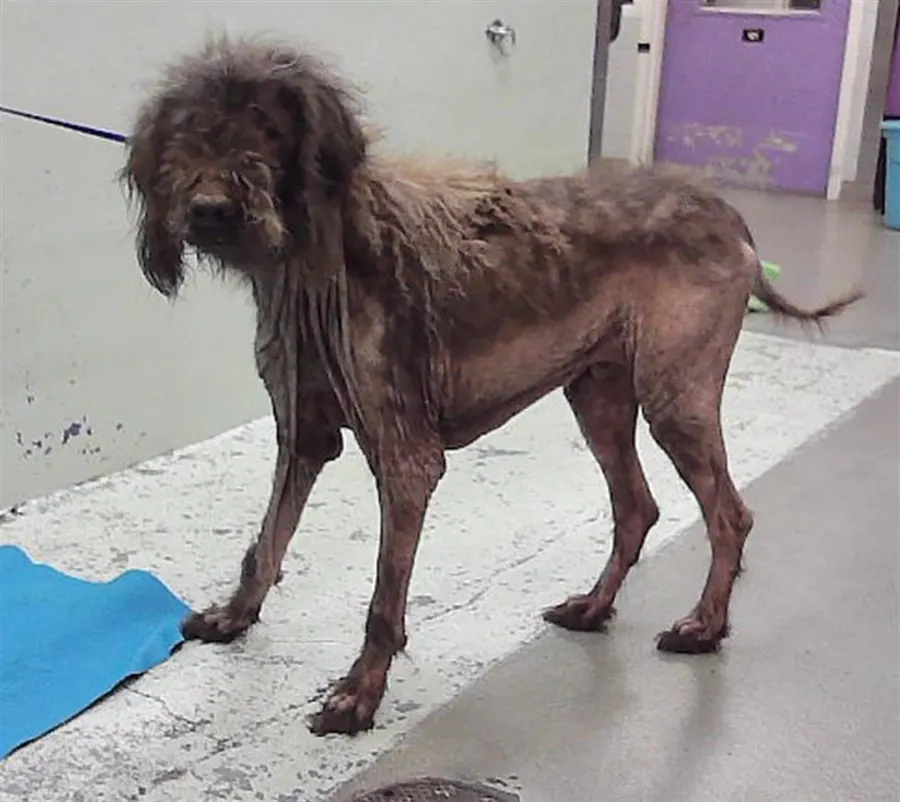 Dog
