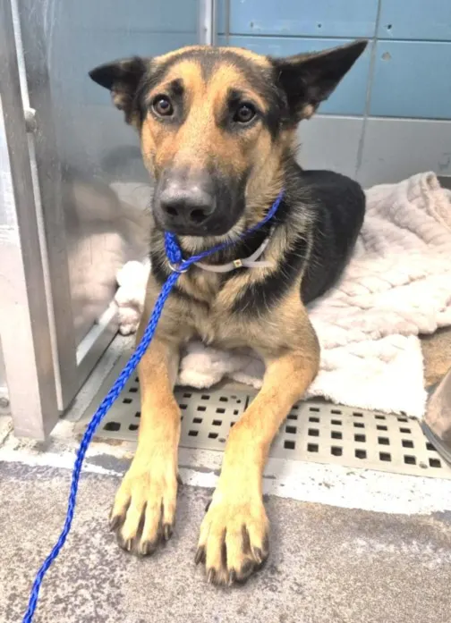 Adoptable Dog