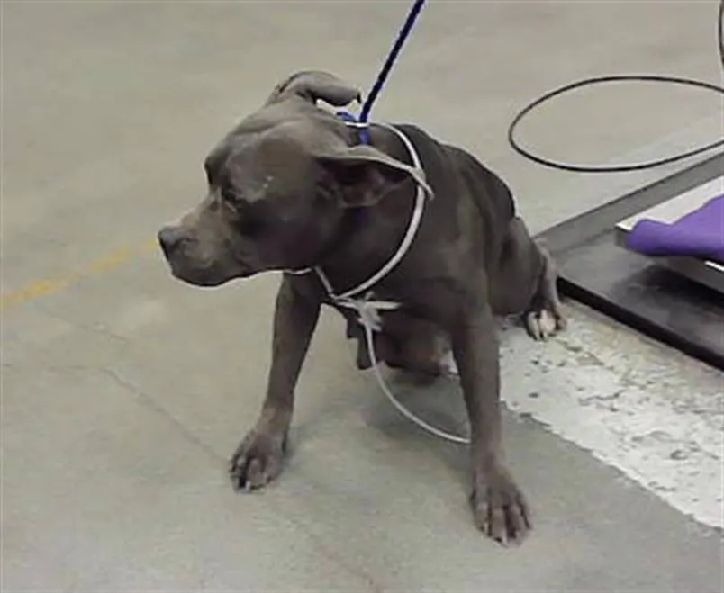 Adoptable Dog