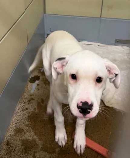 Adoptable Dog