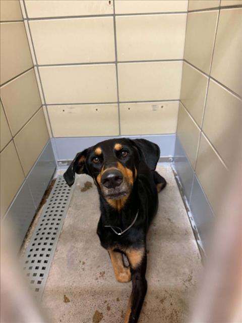 Adoptable Dog