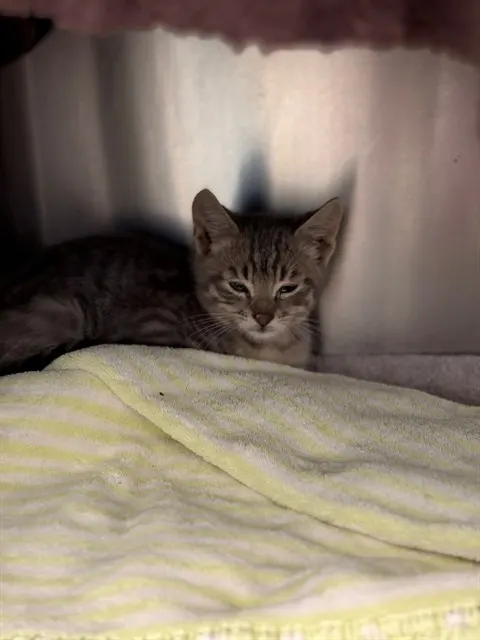 Adoptable Cat