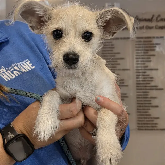 Adoptable Dog