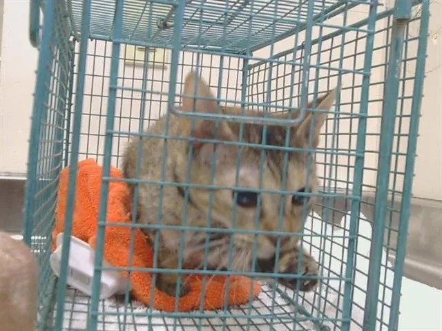 Adoptable Cat