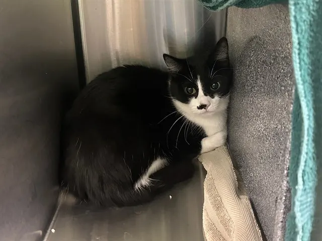 Rosalita