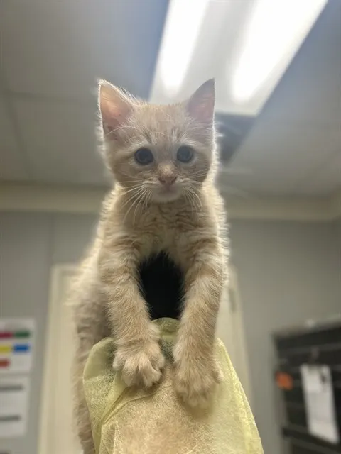 Meatball