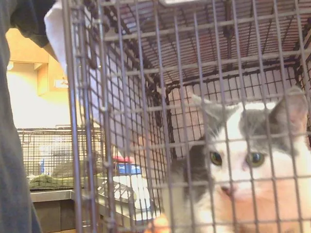 Adoptable Cat