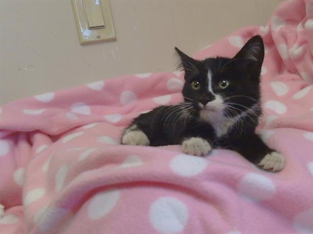 Adoptable Cat