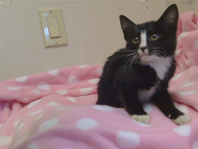 Adoptable Cat