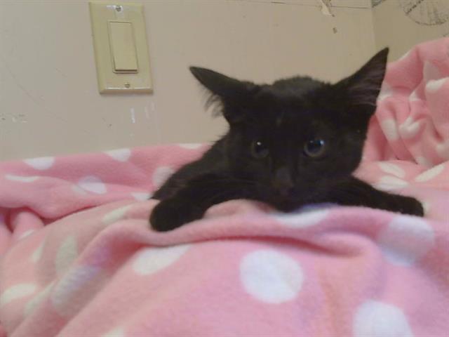 Adoptable Cat