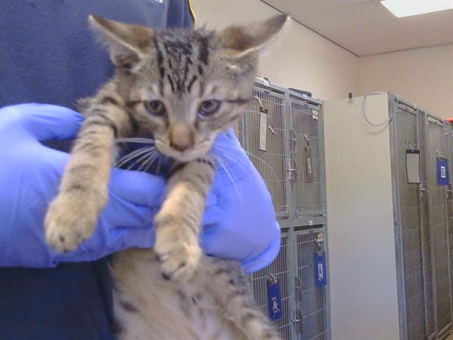 Adoptable Cat