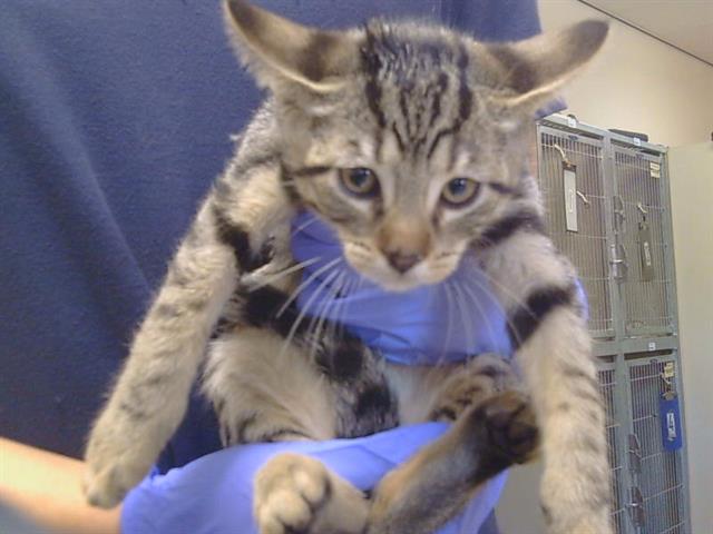 Adoptable Cat