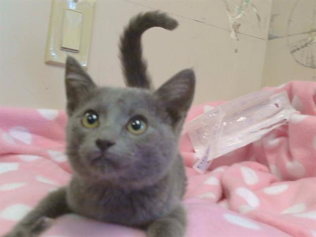 Adoptable Cat