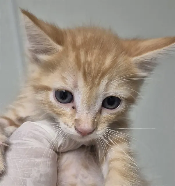 Simba