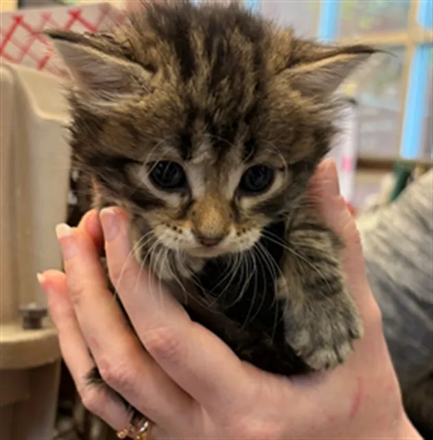 Baby 5