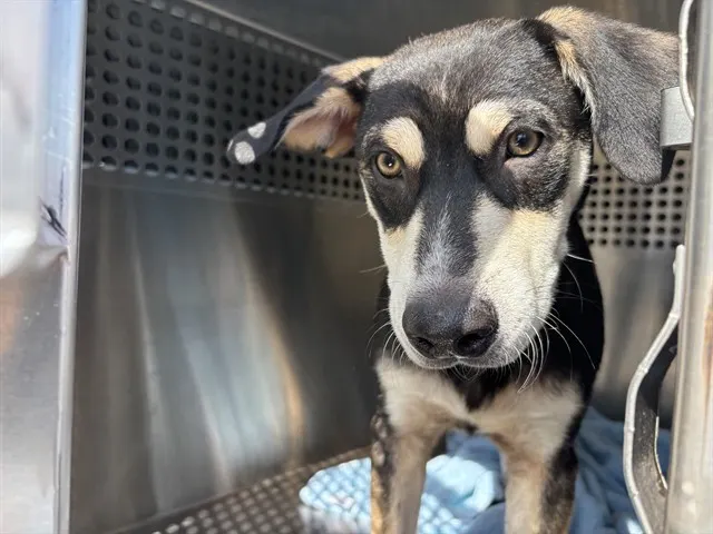 Adoptable Dog