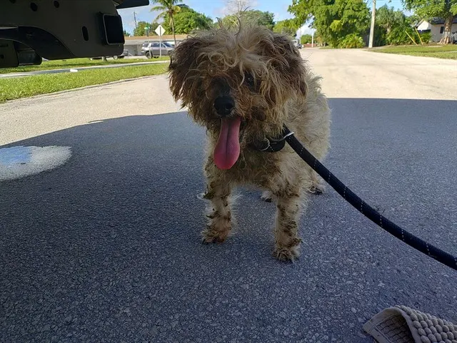 Adoptable Dog
