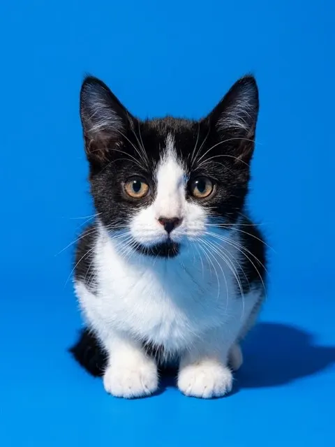 Goatie