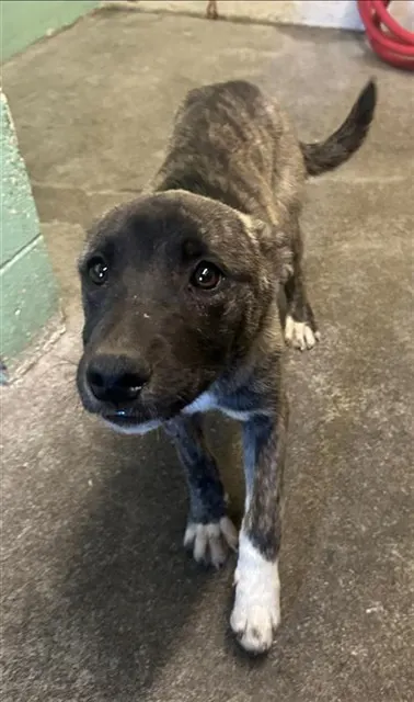 Adoptable Dog