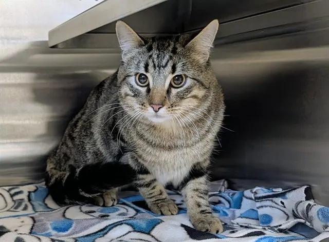 Adoptable Cat