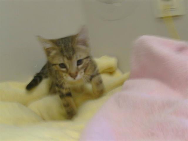 Adoptable Cat