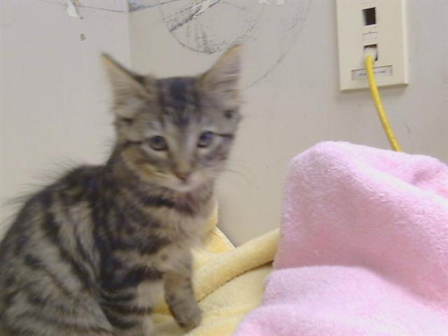 Adoptable Cat