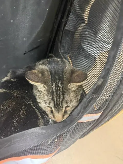 Ratatouille