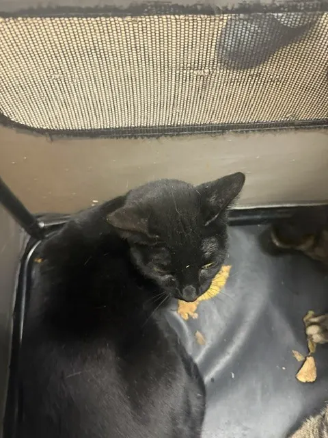 Pantera
